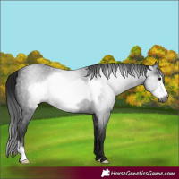 Horse Color:Gray Blue Roan Frame 