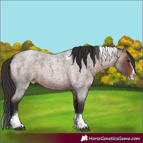 Horse Color:Brown Roan Splash Tobiano 