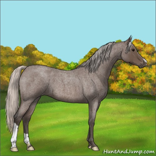 Horse Color:Silver Blue Roan