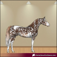 Horse Color:White Spotted Liver Chestnut Tobiano Appaloosa