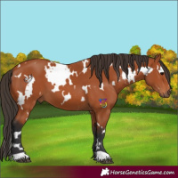 Horse Color:White Spotted Bay 