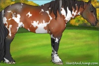 Horse Color:White Spotted Bay 