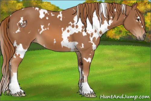 Horse Color:White Spotted Chestnut
