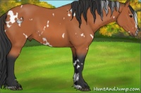Horse Color:White Spotted Bay Sabino
