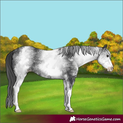Horse Color:White Spotted Black Rabicano