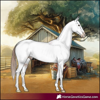 Horse Color:Chestnut Near Leopard 