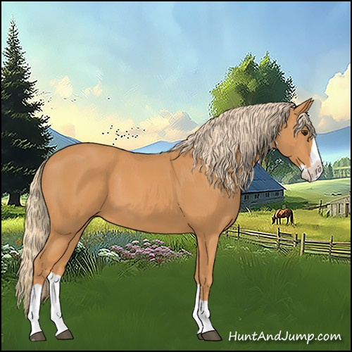 Horse Color:Chestnut Splash 