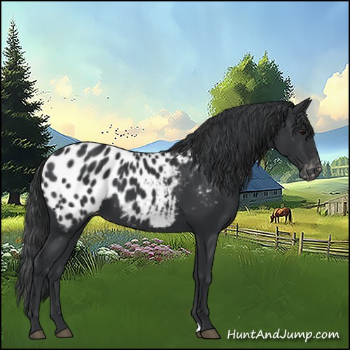 Horse Color:Black Appaloosa 