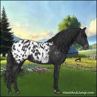 Horse Color:Black Appaloosa 
