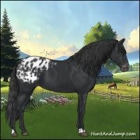 Horse Color:Black Appaloosa