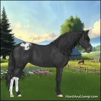 Horse Color:Black Appaloosa