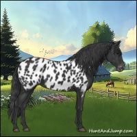 Horse Color:Black Appaloosa