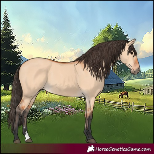 Horse Color:Bay Dun 