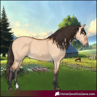 Horse Color:Bay Dun
