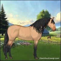Horse Color:Bay Dun
