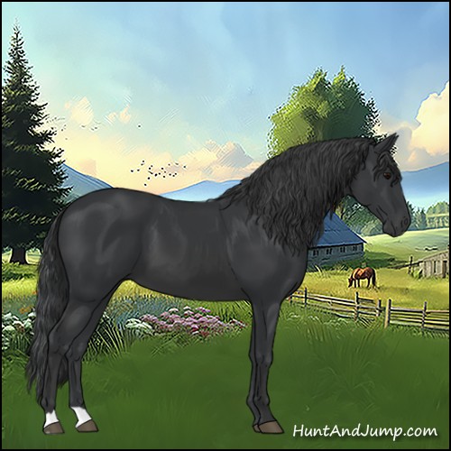 Horse Color:Black 