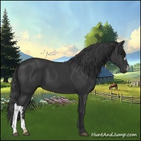 Horse Color:Black 
