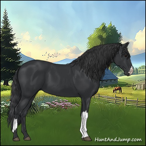 Horse Color:Black 