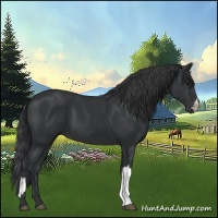 Horse Color:Black 