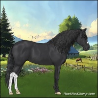 Horse Color:Black 