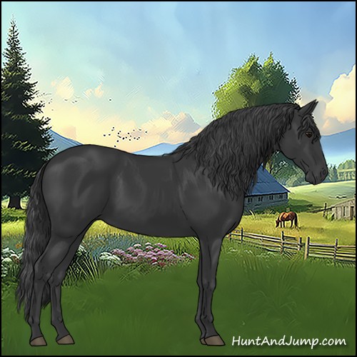 Horse Color:Black 