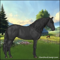 Horse Color:Black 