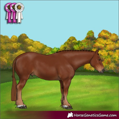 Horse Color:Gray Chestnut 