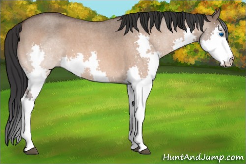 Horse Color:Bay Roan Dun Splash 