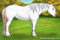 Horse Color:Black Appaloosa Rabicano 