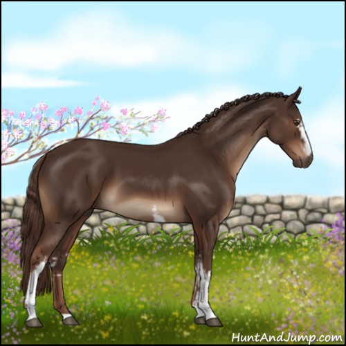 Horse Color:White Spotted Liver Chestnut