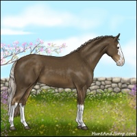 Horse Color:Chocolate Palomino Splash 