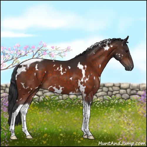 Horse Color:White Spotted Bay Tobiano