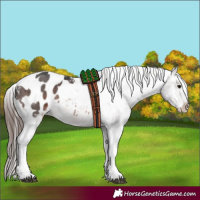 Horse Color:Brown Tobiano Appaloosa