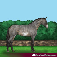 Horse Color:Buckskin Roan Sabino Frame 