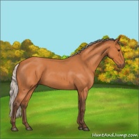Horse Color:Silver Bay Roan 