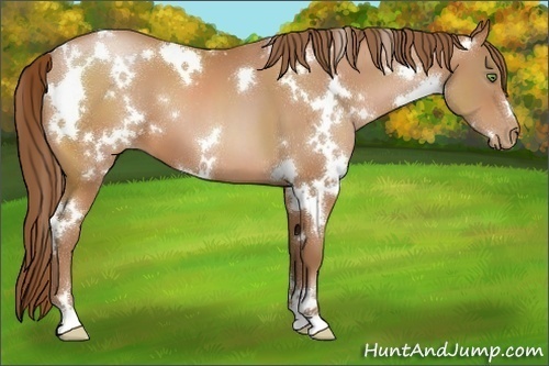 Horse Color:White Spotted Bay Pearl 