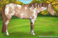 Horse Color:White Spotted Bay Pearl