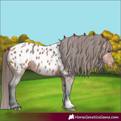 Horse Color:Bay Appaloosa 