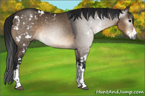 Horse Color:Gray Brown Dun Sabino 