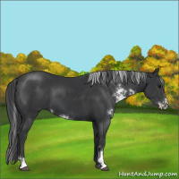 Horse Color:Black Sabino