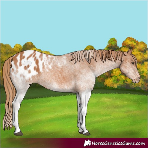 Horse Color:White Spotted Chestnut Appaloosa 