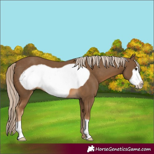 Horse Color:Chocolate Palomino Frame 