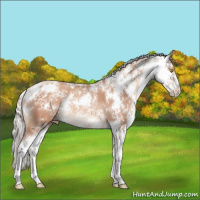 Horse Color:Silver Sable Champagne Sabino Appaloosa Rabicano