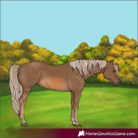 Horse Color:Chocolate Palomino 