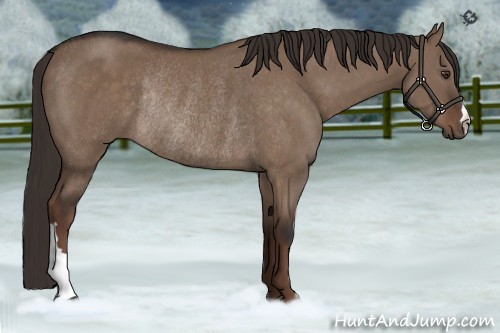 Horse Color:Liver Red Dun Rabicano 