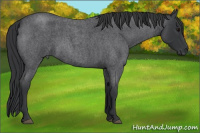 Horse Color:Blue Roan 