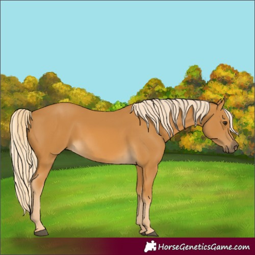 Horse Color:Palomino 