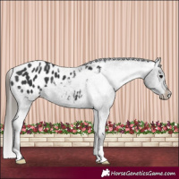 Horse Color:Black Appaloosa 