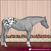 Horse Color:Black Appaloosa 
