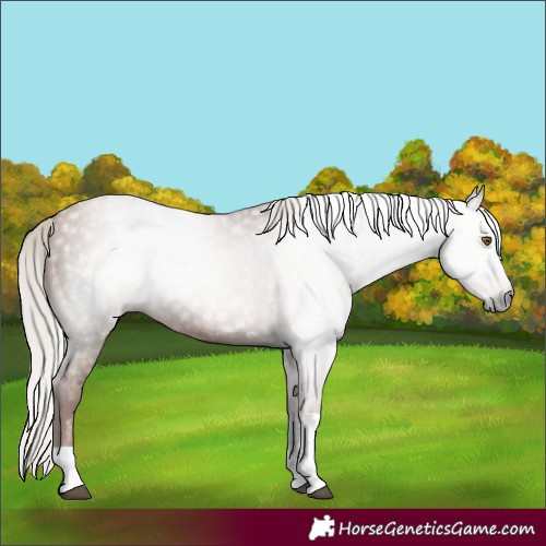Horse Color:Gray Silver Black Pearl Tobiano 